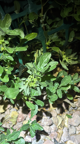 Amaranthus crassipes (Clubfoot amaranth) — photo