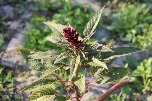 Amaranthus cruentus (Purple amaranth) — photo