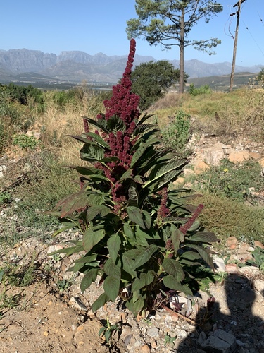 Amaranthus cruentus (Purple amaranth) — photo