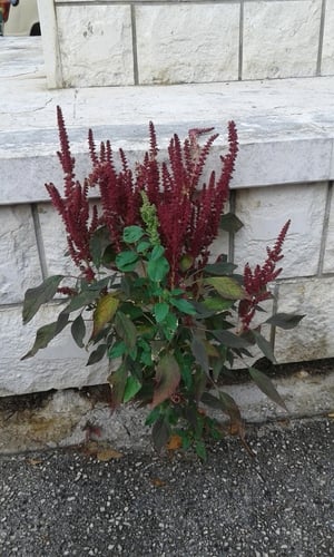 Purple amaranth