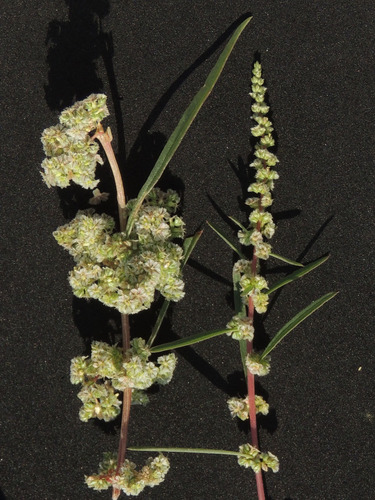 Amaranthus fimbriatus — photo