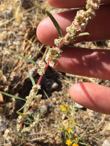 Amaranthus fimbriatus — photo