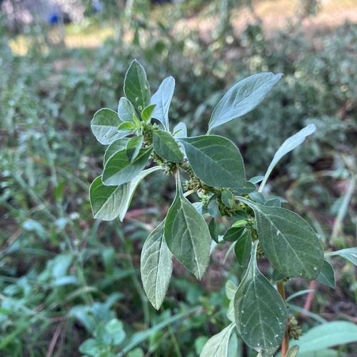 Amaranthus graecizans (Spreading pigweed) — photo