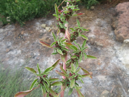 Amaranthus graecizans