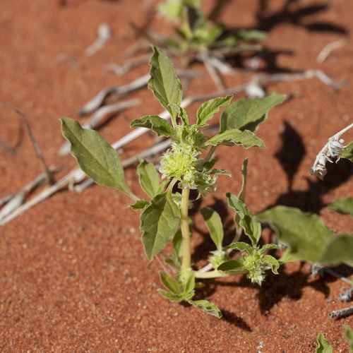 Amaranthus grandiflorus (Spreading pigweed) — photo
