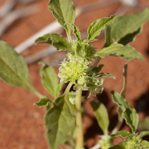 Amaranthus grandiflorus