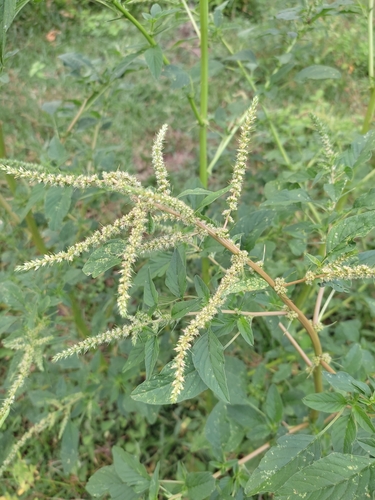 Amaranthus hybridus (Amaranth Greens) — photo