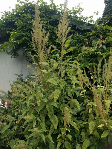 Amaranthus hybridus (Amaranth Greens) — photo