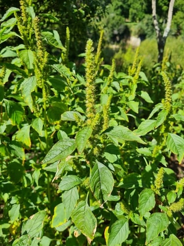 Amaranthus hybridus