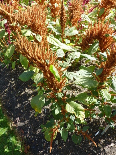 Amaranthus hypochondriacus (Amaranth) — photo