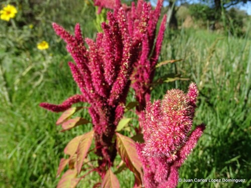 Amaranthus hypochondriacus (Amaranth) — photo