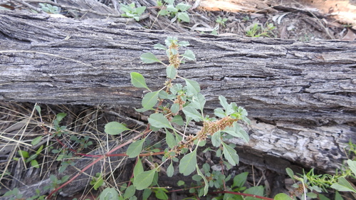 Amaranthus macrocarpus (Desert amaranth) — photo