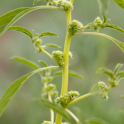 Amaranthus mitchellii (Boggabri weed) — photo