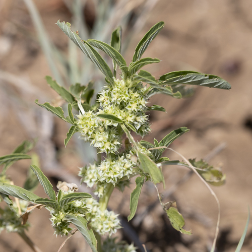 Amaranthus mitchellii