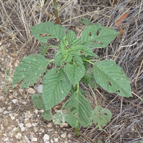Amaranthus palmeri (Palmer's Amaranth) — photo