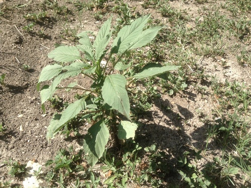 Amaranthus palmeri (Palmer's Amaranth) — photo