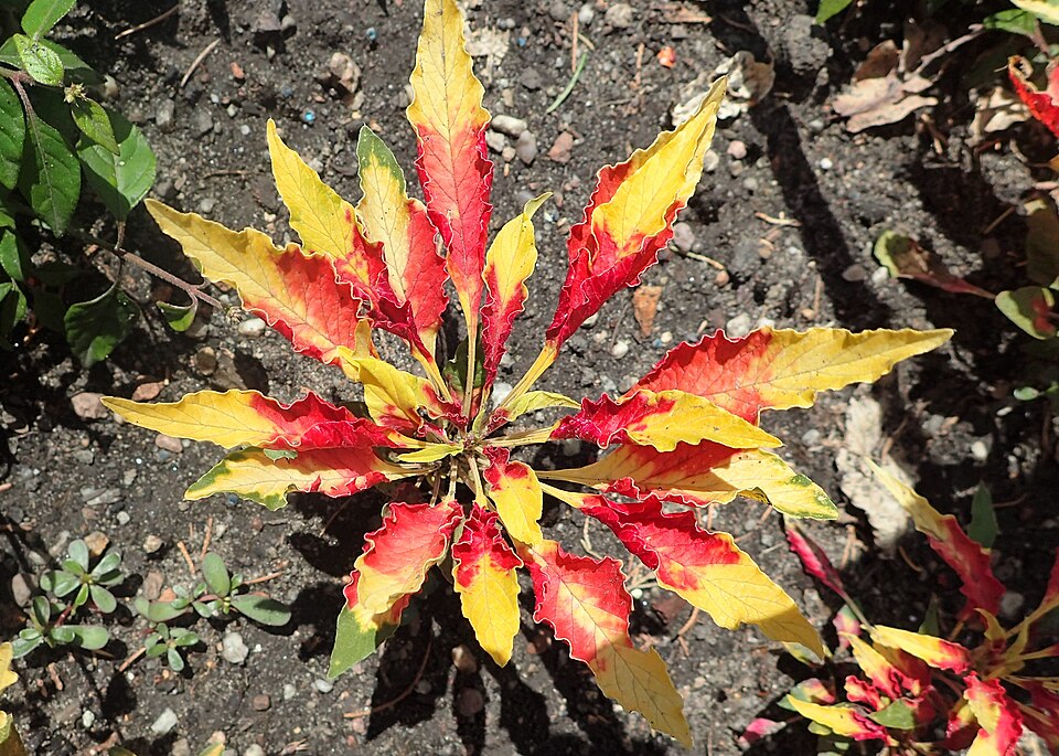 Amaranthus polygamus — photo