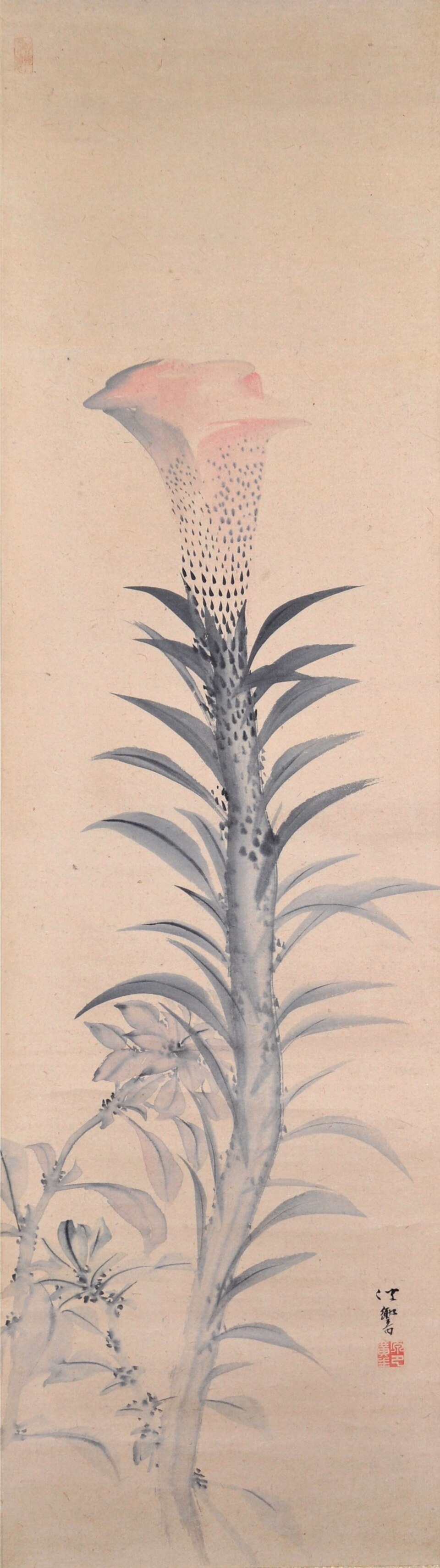 Amaranthus polygamus — photo