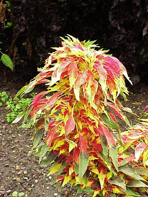 Amaranthus polygamus