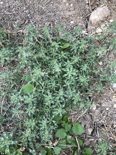 Amaranthus polygonoides (Tropical amaranth) — photo
