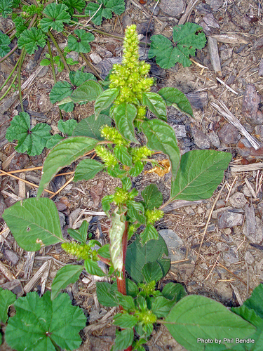 Amaranthus powellii (Powell’s amaranth) — photo