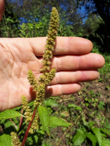 Amaranthus powellii (Powell’s amaranth) — photo