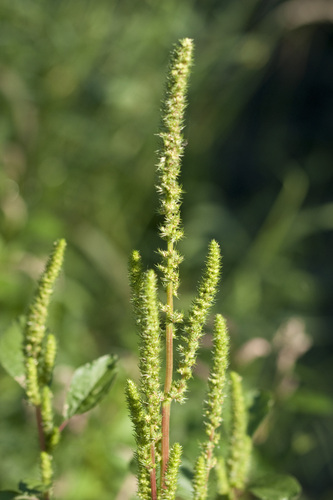 Amaranthus powellii