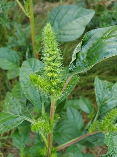 Amaranthus retroflexus (Red-root Amaranth) — photo