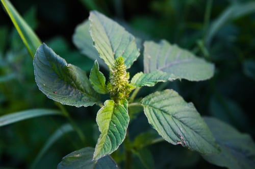 Amaranthus retroflexus (Red-root Amaranth) — photo