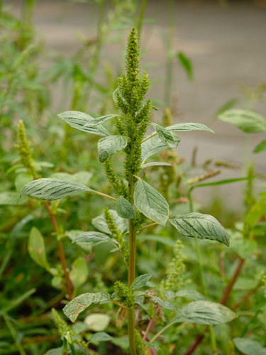 Amaranthus retroflexus