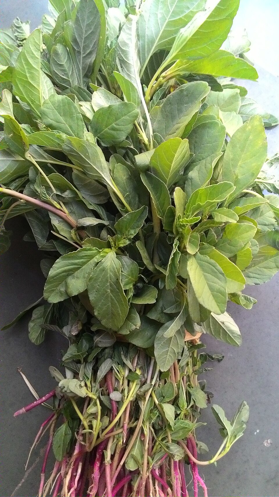 Amaranthus roxburghianus
