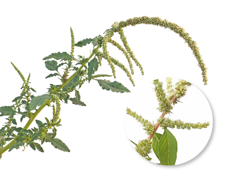 Amaranthus spinosus (Prickly amaranth) — photo