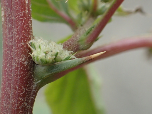 Amaranthus spinosus (Prickly amaranth) — photo