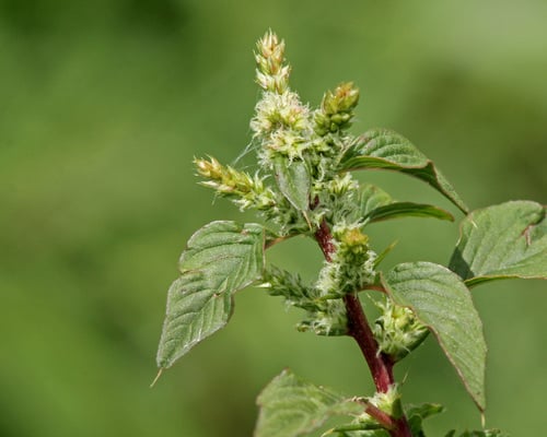 Amaranthus spinosus