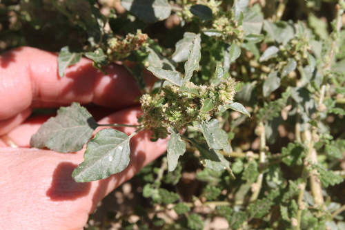 Amaranthus standleyanus (Indehiscent pigweed) — photo