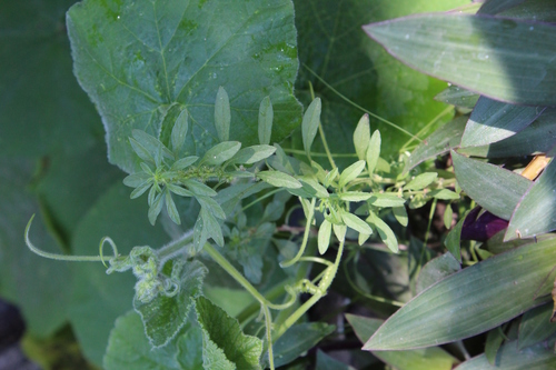 Amaranthus standleyanus