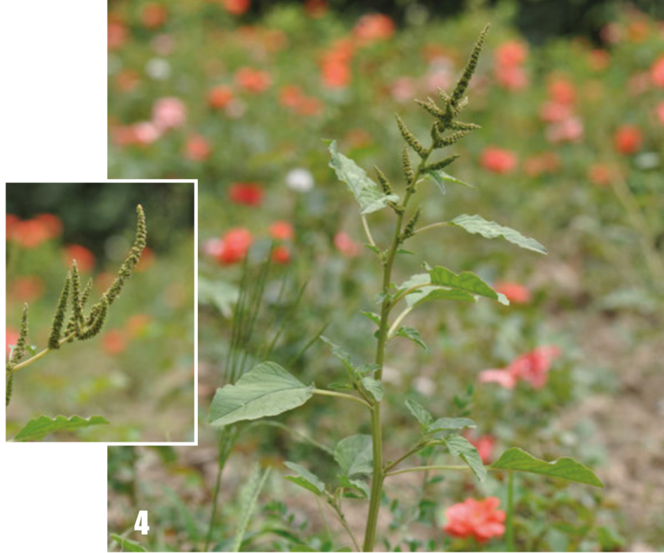 Amaranthus tenuifolius — photo