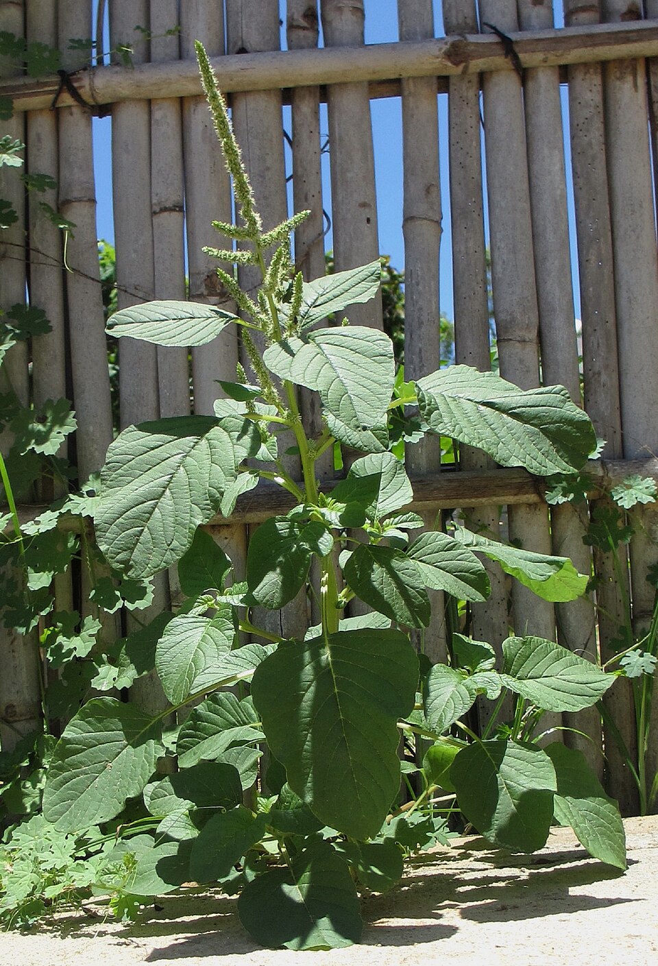 Amaranthus tenuifolius