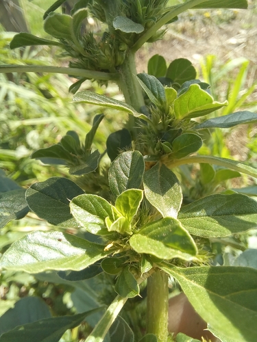 Amaranthus thunbergii (Thunberg’s Pigweed) — photo