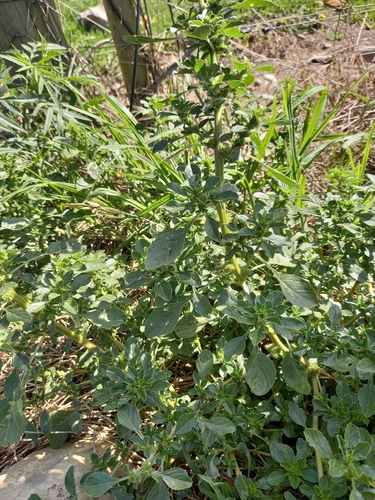 Amaranthus thunbergii (Thunberg’s Pigweed) — photo