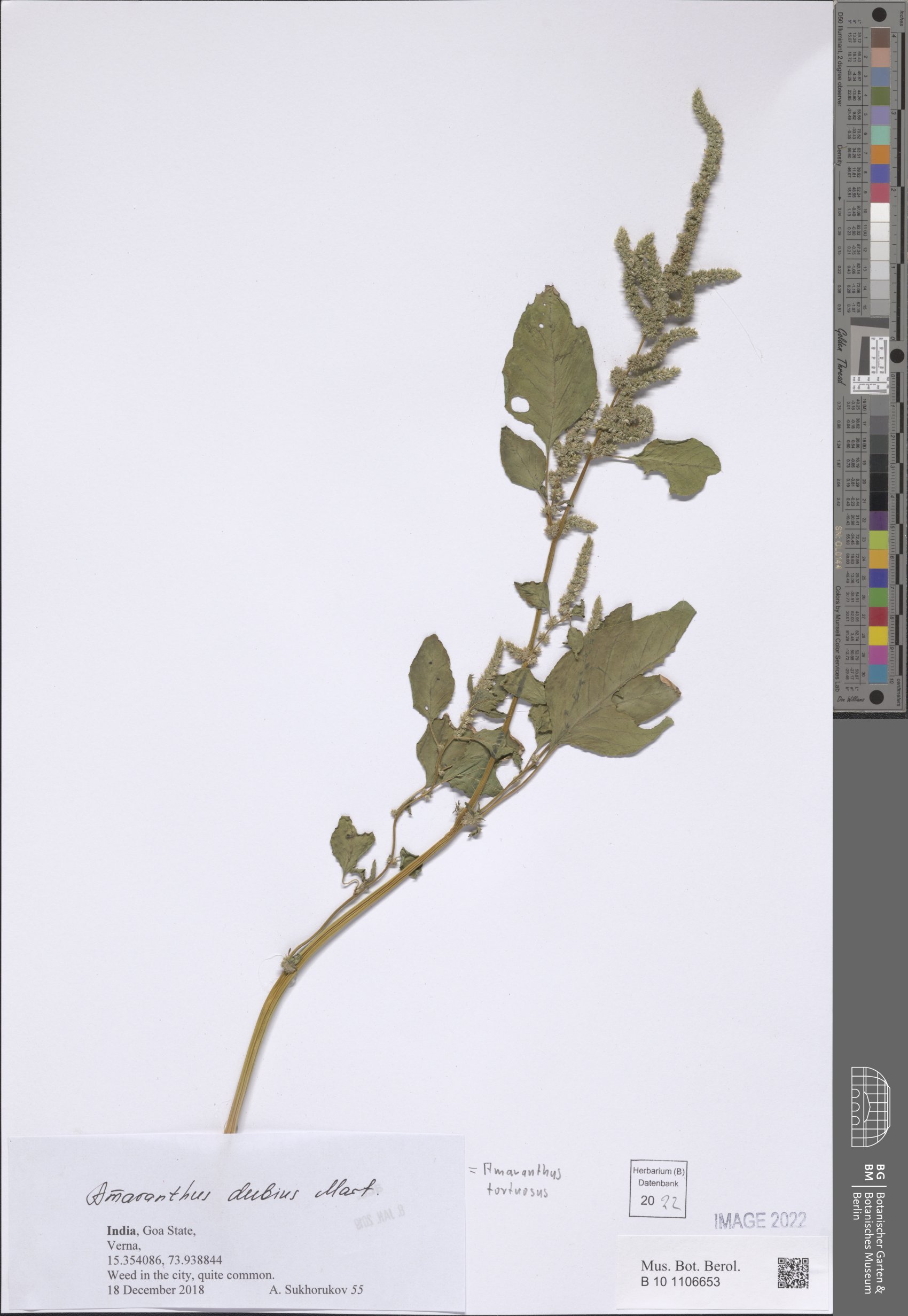 Amaranthus tortuosus