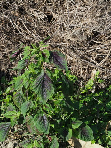 Amaranthus tricolor (Chinese amaranth) — photo