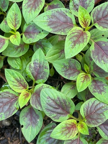 Amaranthus tricolor (Chinese amaranth) — photo
