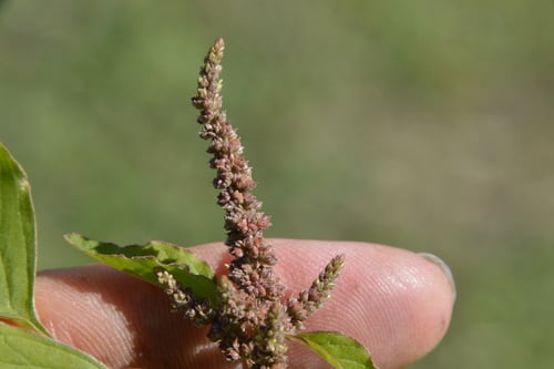 Amaranthus viridis (Green amaranth) — photo
