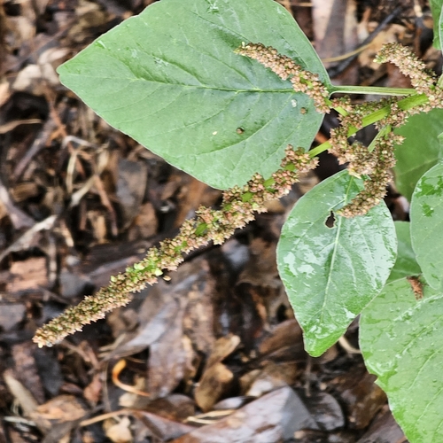 Amaranthus viridis (Green amaranth) — photo