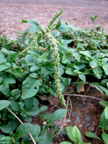 Amaranthus watsonii (Sandhill Amaranth) — photo