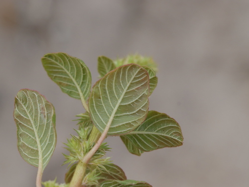 Amaranthus watsonii (Sandhill Amaranth) — photo