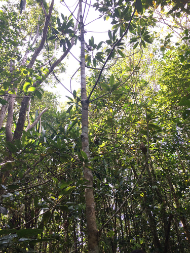 Amaroria soulameoides