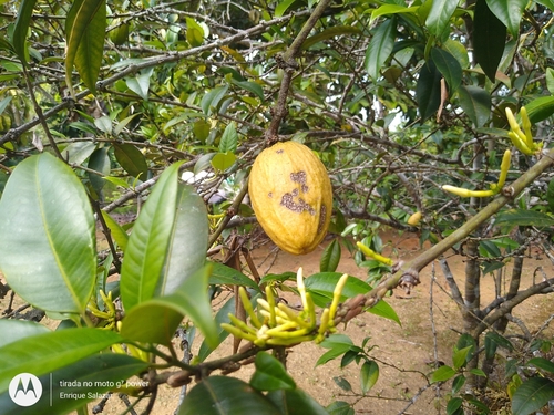 Ambelania acida (Acid ambelania) — photo