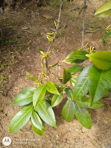 Ambelania acida (Acid ambelania) — photo